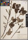 Foto von Salix caprea L.
